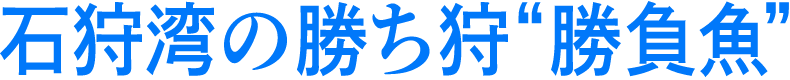 石狩湾の勝ち狩“勝負魚”